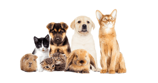 10 Hilarious & Heartwarming Custom Pet Portrait Themes That Capture Your Pet's Unique Personality - Furr and Family