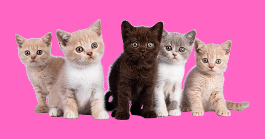 Can I Include Multiple Pets in One Custom Pet Portrait? Here’s What You Need to Know