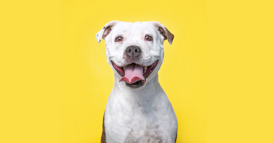 The Ultimate Guide to Custom Pet Portraits