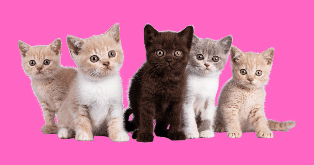 Can I Include Multiple Pets in One Custom Pet Portrait? Here’s What You Need to Know - Furr and Family