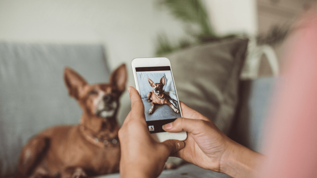 Take the Perfect Photo of Your Pet: Step-by-Step Guide - Furr and Family