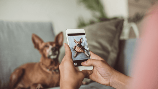 Take the Perfect Photo of Your Pet: Step-by-Step Guide - Furr and Family