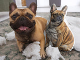 Custom Pet Shaped Memorial Pillow for Pet Owners from Your Pet Picture