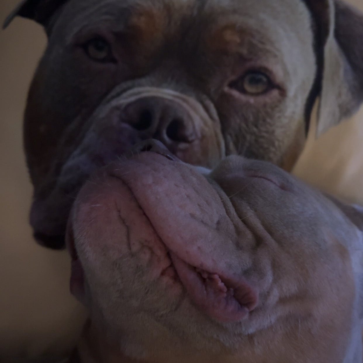 Custom Pet Face Oil Painting Square Pillow - 1 Pet - Furr and Family